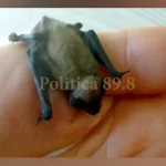 Συγκλονιστικό video: Νεογέννητο νυχτεριδάκι πίνει γάλα από τα χέρια γυναίκας που το βρήκε στην αυλή της