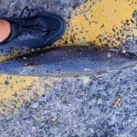 Ηράκλειο: Λαγοκέφαλος-«τέρας» άνω των 50 εκατοστών αλιεύθηκε σε παραλία – Προβληματισμός για την παρουσία του