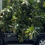 Ηράκλειο: Μεγάλο κλαδί έπεσε στην Παύλου Ζωγραφιστού – Κλειστός ο δρόμος