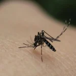Συναγερμός για τον ιό του Δυτικού Νείλου στην Κρήτη: Διασωληνωμένος 78χρονος στο Βενιζέλειο Νοσοκομείο